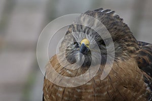 A red shouldered hawk