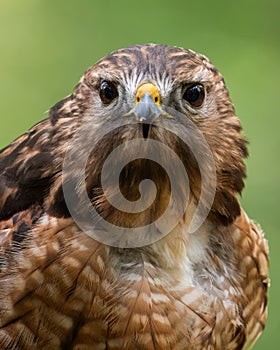 Red-shouldered Hawk