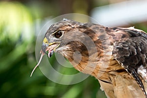 Red Shouldered Hawk