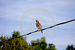 Red-Shouldered Hawk