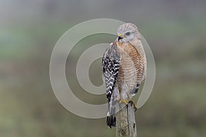 Red-shouldered hawk