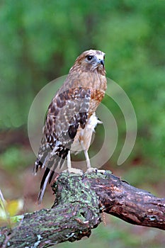 Red-shouldered Hawk photo