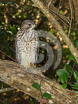 Red Shouldered Hawk