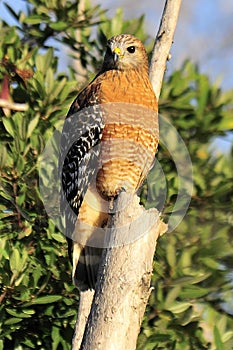 Red shouldered hawk standing on a tree trunk. photo