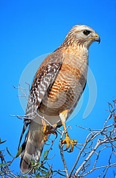 Red Shouldered Hawk