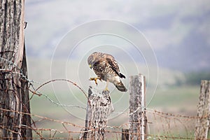 Red-shouldered Hawk