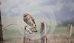 Red-shouldered Hawk