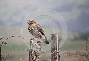 Red-shouldered Hawk