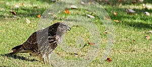 Red Shouldered Hawk Beak open