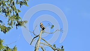Red shouldered hawk, Buteo lineages, 3.