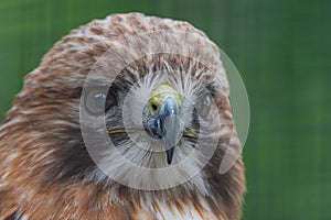 Red-shouldered Hawk.Buteo lineatu Very High Res and Ver Sharp Head Shot.