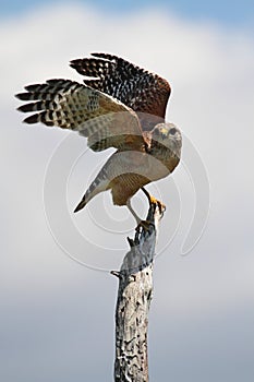 Red-shouldered Hawk (Buteo lineatus) photo