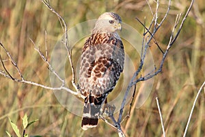 Red-shouldered Hawk (Buteo lineatus)