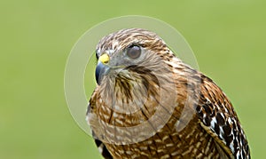 Red-shouldered Hawk (Buteo lineatus)