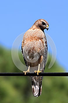 Red-shouldered Hawk (Buteo lineatus)