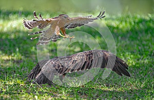 Red shouldered hawk - Buteo lineatus - attack on vulture on the ground.  Yellow talons open and extended forward, wings spread.