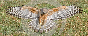 Red shouldered Hawk Buteo lineatus landing on prey, wings extended, great detail