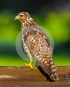 Red shouldered hawk - Buteo lineatus on wood fence photo