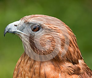 Red Shouldered Hawk Close-up
