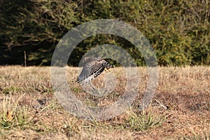 Red-shouldered hawk flies at ground level across a field and lowers talons to catch a meal