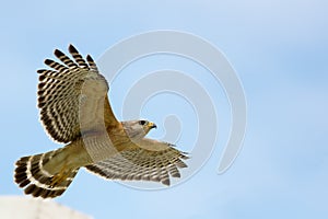 Red Shouldered Hawk in Flight
