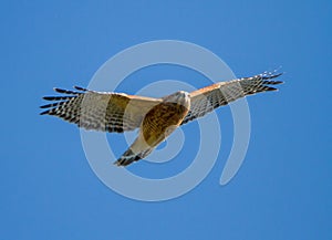 Red-Shouldered Hawk in Flight with Wings Spread