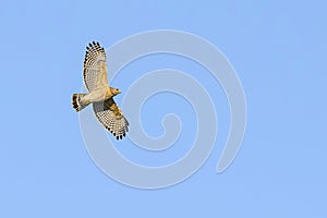 Red-Shouldered Hawk In Flight, Wingspan