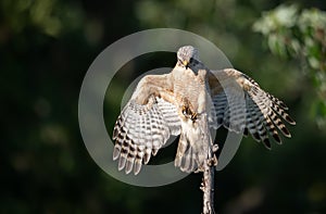A Red-shouldered Hawk in Florida