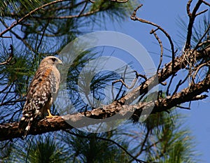 Red-shouldered Hawk Florida photo