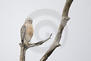 Red Shouldered Hawk, Florida