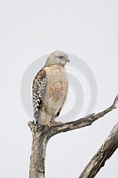 Red Shouldered Hawk, Florida