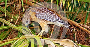 Red-shouldered Hawk