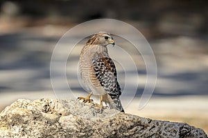 Red Shouldered Hawk at John Chestnut Sr. Park