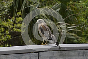 The red shouldered hawk is a large and beautiful raptor that thrives on Amelia island