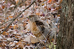 Red-shouldered Hawk in leaves