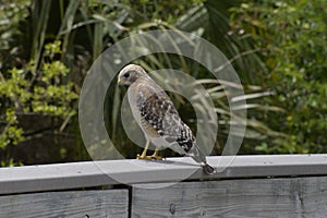 The red shouldered hawk looks over the wooden bridge at the fish-filled river below