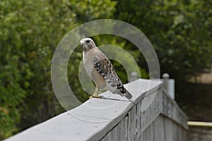The red shouldered hawk looks over the wooden bridge of the greenway for fish