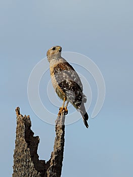 A red-shouldered hawk looks skyward photo