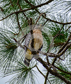 Red Shouldered Hawk low angle view