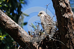 Red Shouldered Hawk in Miramar Beach photo