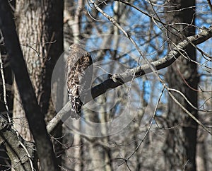 Red-Shouldered Hawk in Northern Virginia Woodland