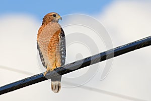 Red-shouldered Hawk percehed on a utility line