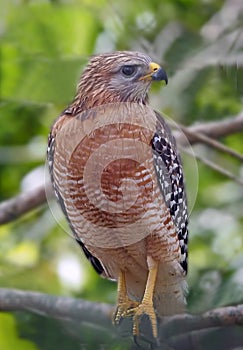 Red-shouldered Hawk Perched on a Branch at Green Cay Wetlands in Boynton Beach, Florida