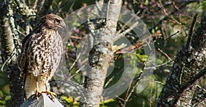 Red Shouldered Hawk perched on a fence post