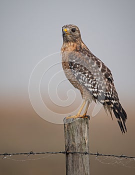 Red Shouldered Hawk in Florida