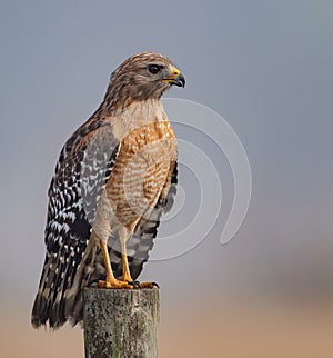 Red Shouldered Hawk in Florida