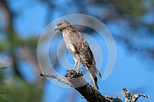 A red shouldered hawk perched in a tree while hunting.