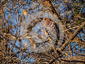 Red-shouldered hawk perched up in bare tree in winter