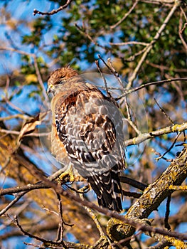 Red-shouldered hawk perched up in bare tree in winter close up