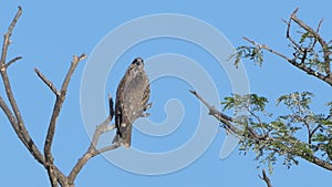 Red-shouldered hawk perching tree on blue sky.